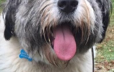 Can Abused Dogs Become Healers?