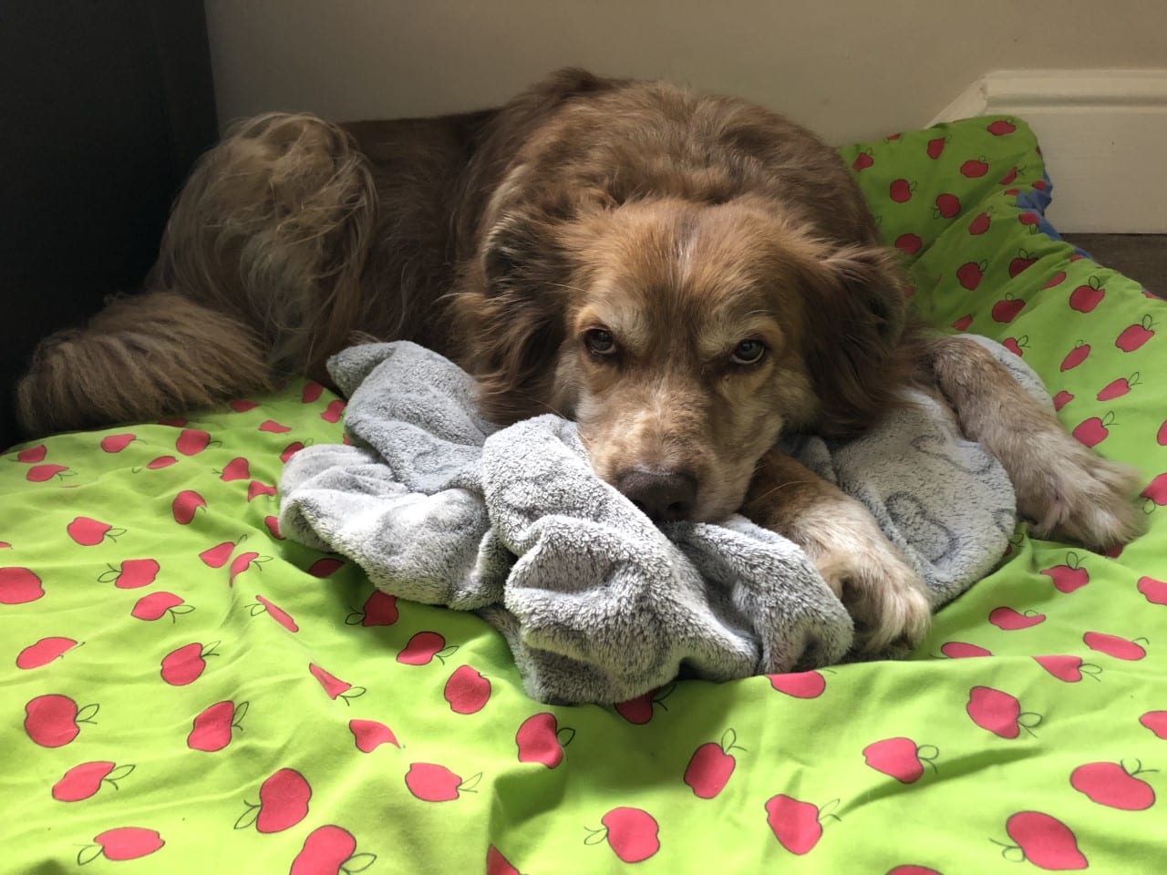 Ducu a Romanian street dog lying on his bed | 1 Dog At a Time Rescue UK