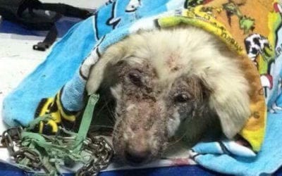 Imagine A Place – The Reality Of A Romanian Dogs Life