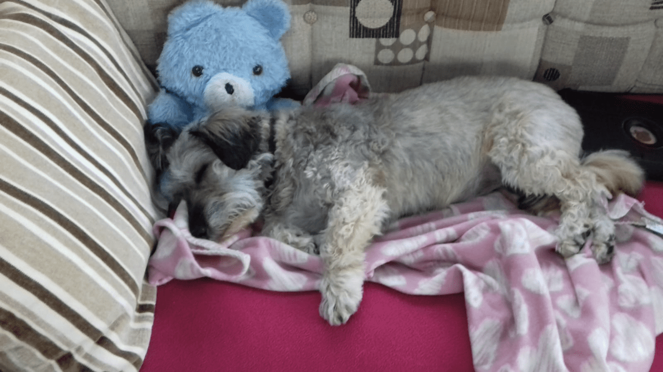 Pippa a grey Romanian rescue dog asleep on the sofa with a toy | 1 Dog At a Time Rescue UK