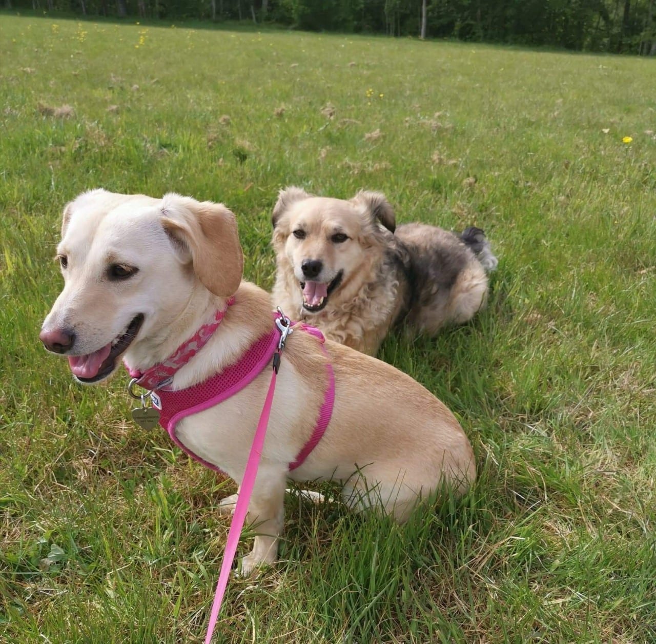 Heidi and Herbie two Romanian rescue dogs on a walk together | 1 Dog At a Time Rescue UK