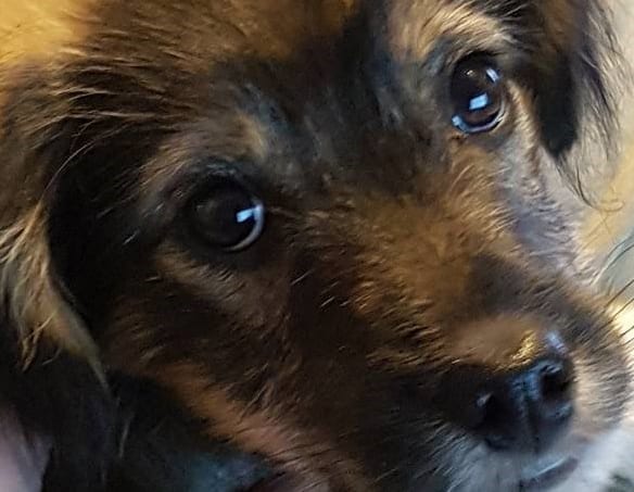 What to expect when you bring your Romanian rescue dog home. Part IV