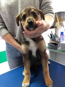 Romanian rescue puppy in the vets waiting for treatment | 1 Dog At a Time Rescue UK