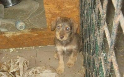 They Call Them Street Rats In Romania