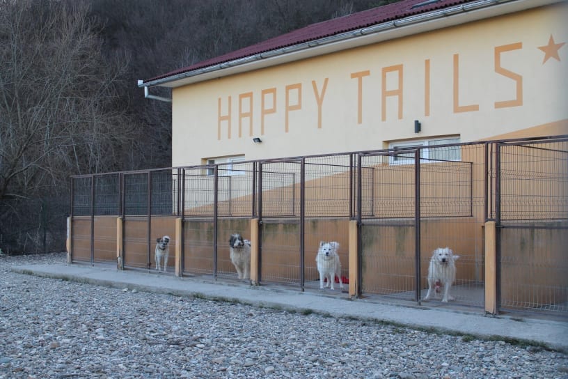 A Day In The Life Of Happy Tails