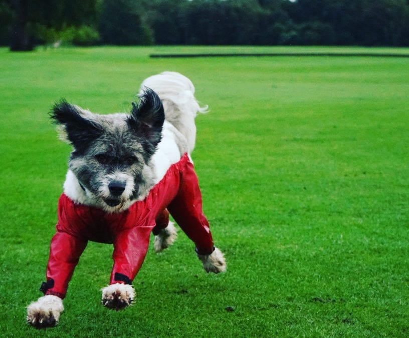 Lifesaving Christmas Gifts From 1 Dog At A Time Rescue