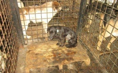 Following Your Heart