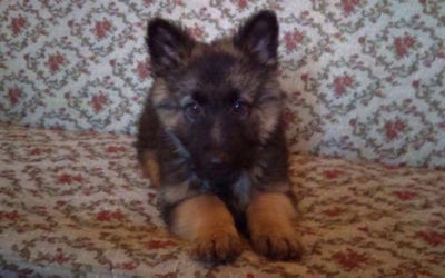 Meesha The Miracle Dog