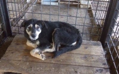 Giving Life Another Go