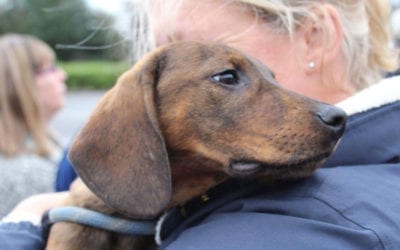 Bringing Your Romanian Rescue Dog Home Part 2