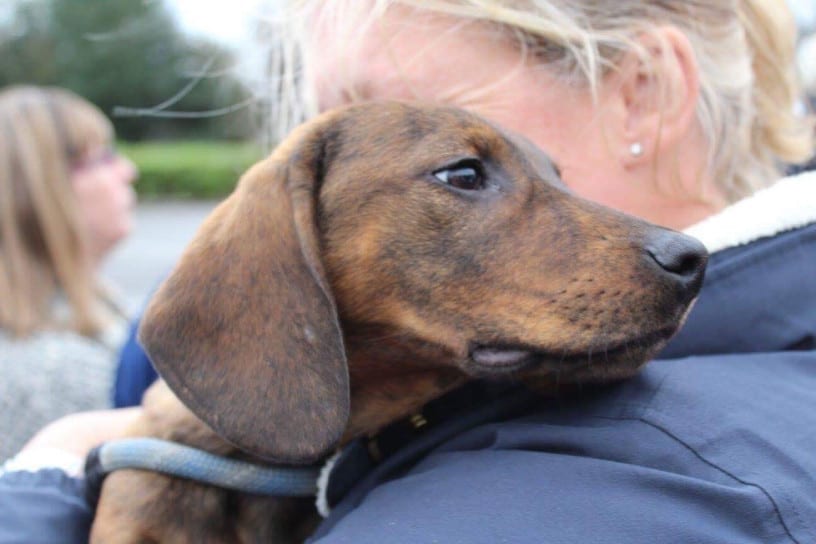 Woody a Romanian rescue dog on his adoption day in the arms of his adopter | 1 Dog At a Time Rescue UK