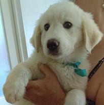 Apollo