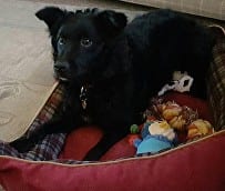 Bella