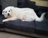Benji