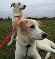 Bonnie & Clyde