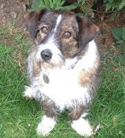 Bramble