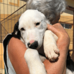 A White and Black Dog | 1 Dog At a Time Rescue UK | Dedicated To Rescuing and Rehoming Romanian Street Dogs