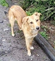 Cammi