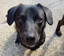 Charlie