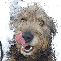 Eddie