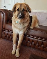 Fergus