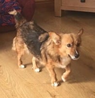 Foxy