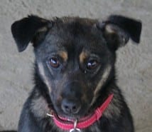 Gemma