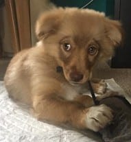 Harper