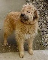 Heidi