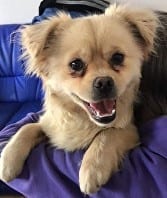 Hugo