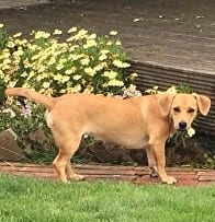 Josie