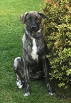 Leyla