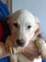 Milo