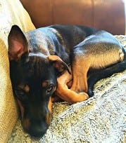 Nala