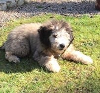 Paddy