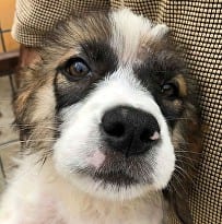 Peggy