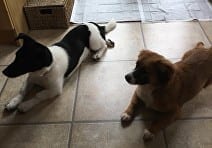Pongo & Tara