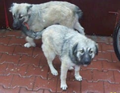 Reea & Richy