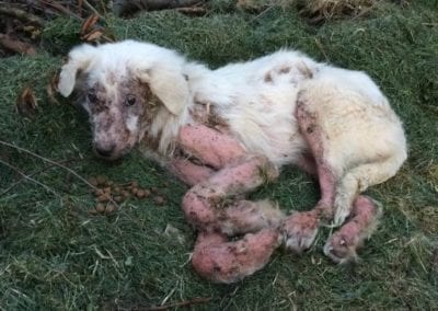 Alisha a Cream Romanian rescue dog | 1 Dog At a Time Rescue UK