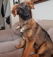 Tala