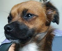 Zoe