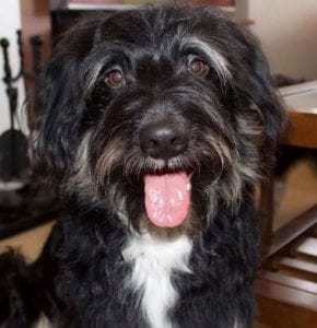 Woody - Reserved