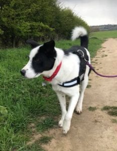 Aussie a black and white Romanian rescue dog | 1 Dog at a Time Rescue UK