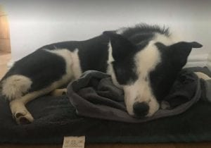 Aussie a black and white Romanian rescue dog | 1 Dog at a Time Rescue UK