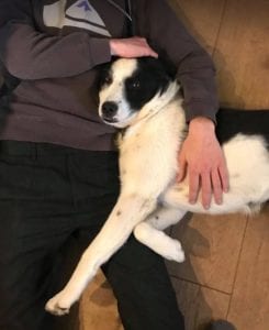 Aussie a black and white Romanian rescue dog | 1 Dog at a Time Rescue UK