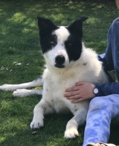 Aussie a black and white Romanian rescue dog | 1 Dog at a Time Rescue UK