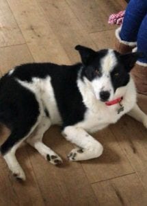 Aussie a black and white Romanian rescue dog | 1 Dog at a Time Rescue UK