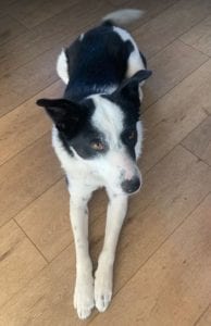 Aussie a black and white Romanian rescue dog | 1 Dog at a Time Rescue UK