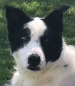 Aussie a black and white Romanian rescue dog | 1 Dog at a Time Rescue UK