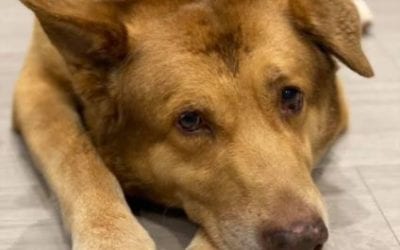 Butch – Forever Foster